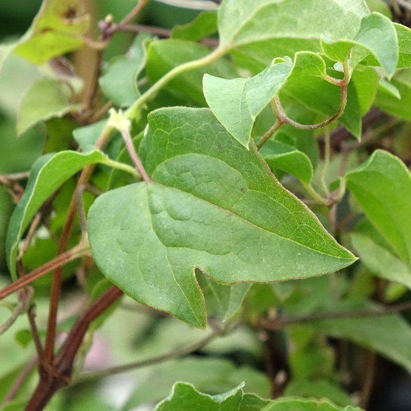 Clematis patens Caroline - Early Large-flowered Clematis (Foliage)