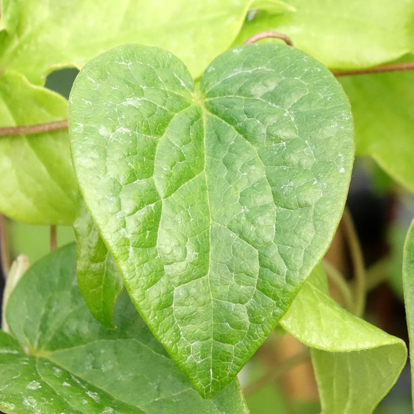 Clematis patens Royal Crown (Foliage)
