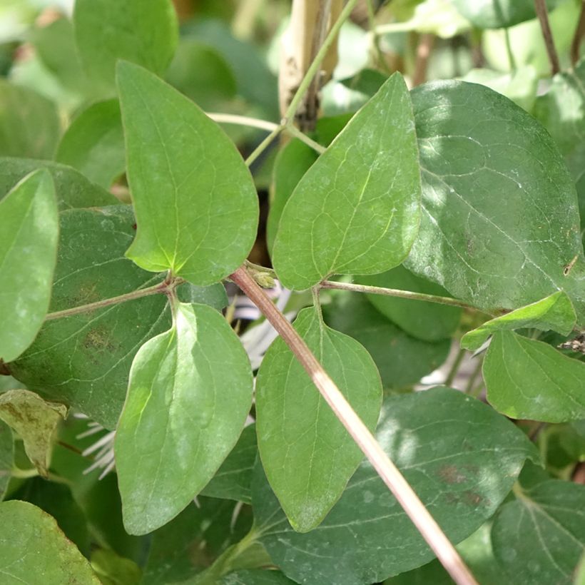 Clematis patens Crystal Fountain (Foliage)