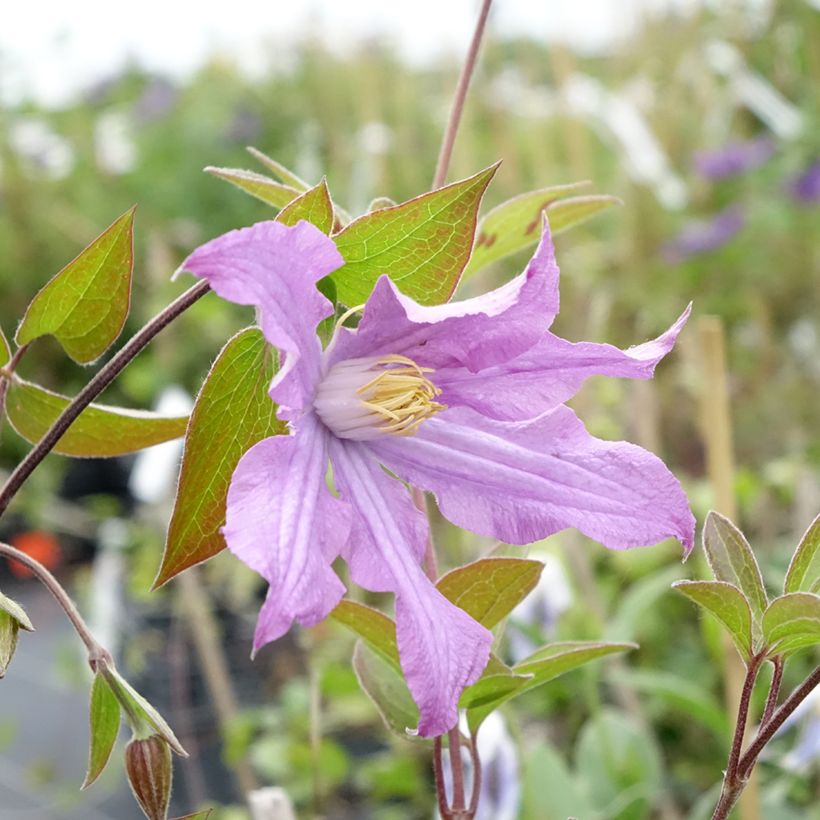 Clematis East River (Flowering)