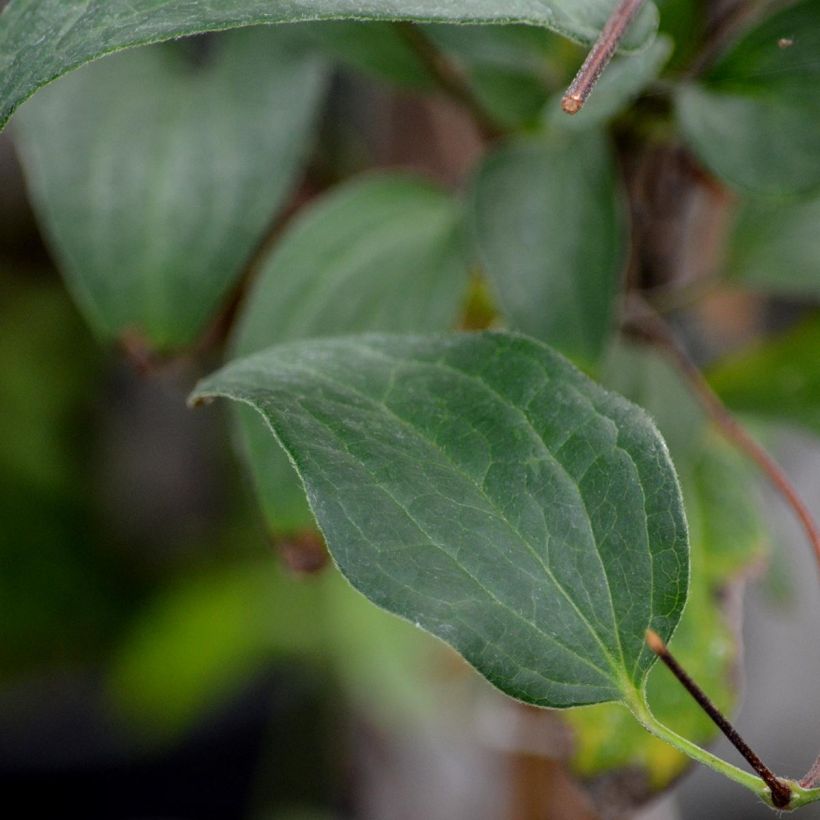 Clematis diversifolia River Star (Foliage)