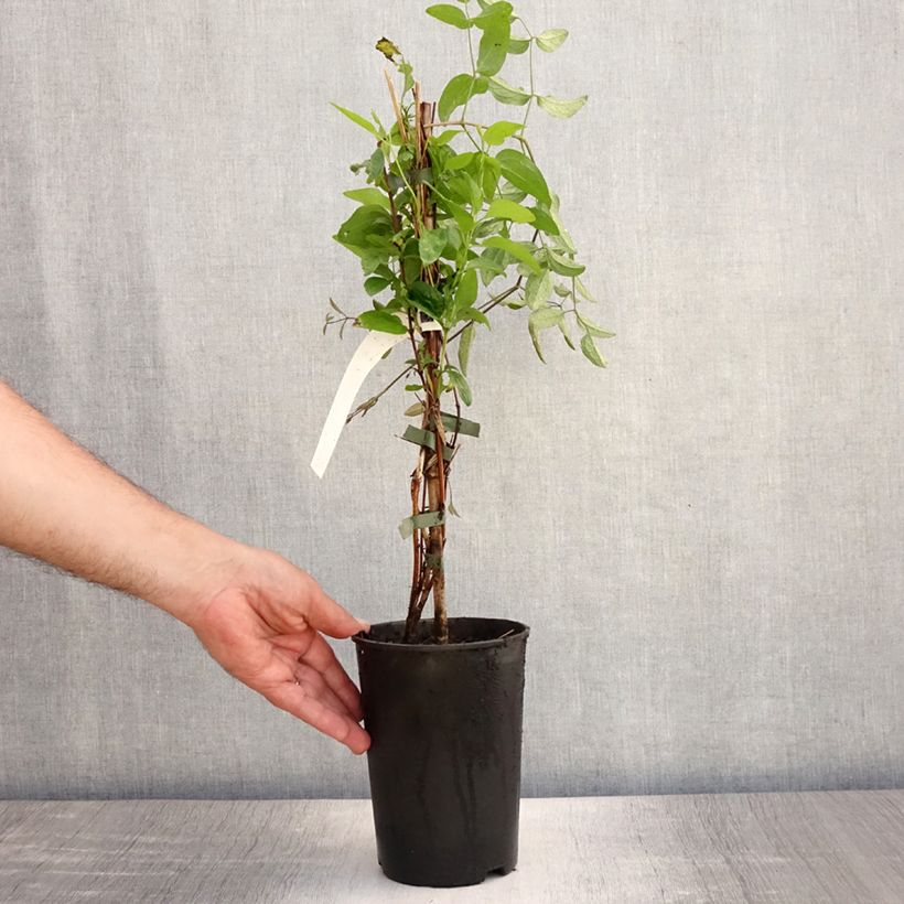 Clematis integrifolia x viticella Eriostemon 2L/3L pot sample as delivered in summer