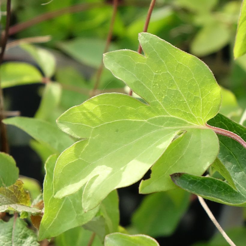 Clematis viticella Ernest Marckham (Foliage)