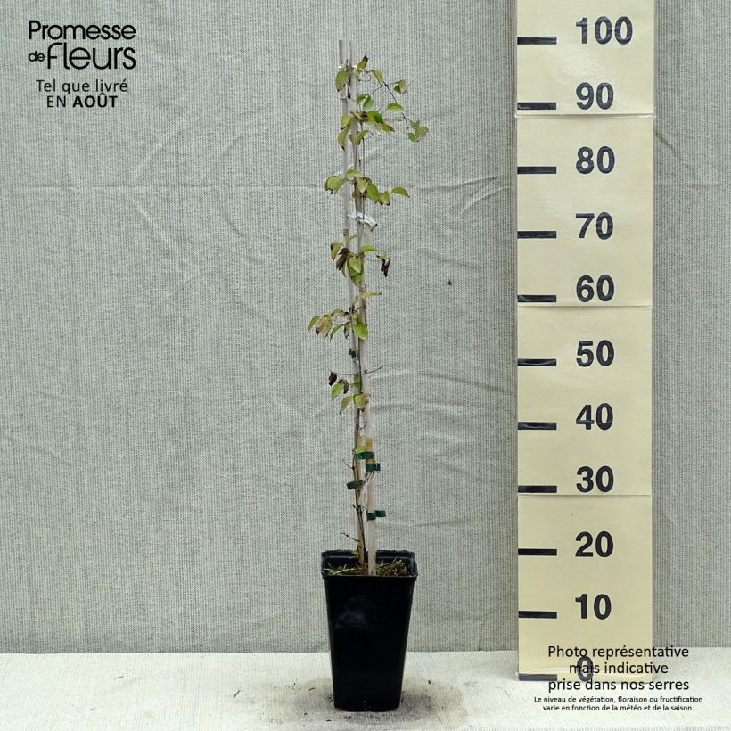 Clematis Etoile Nacrée 2L/3L pot sample as delivered in summer
