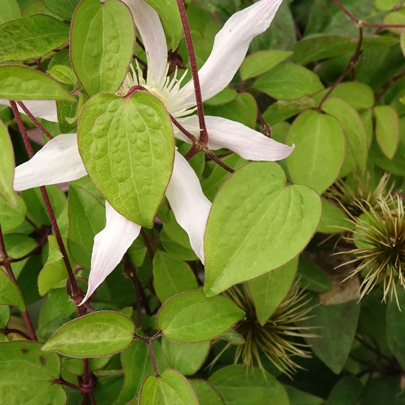 Clematis Etoile Nacrée (Foliage)