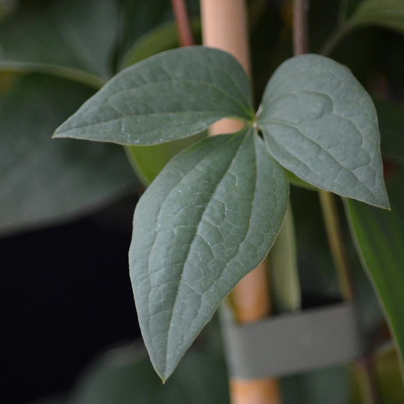 Clematis flammula Aromatica (Foliage)