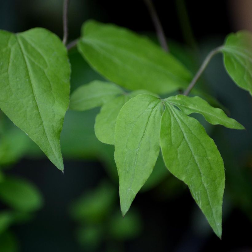 Clematis florida Fond Memories (Foliage)