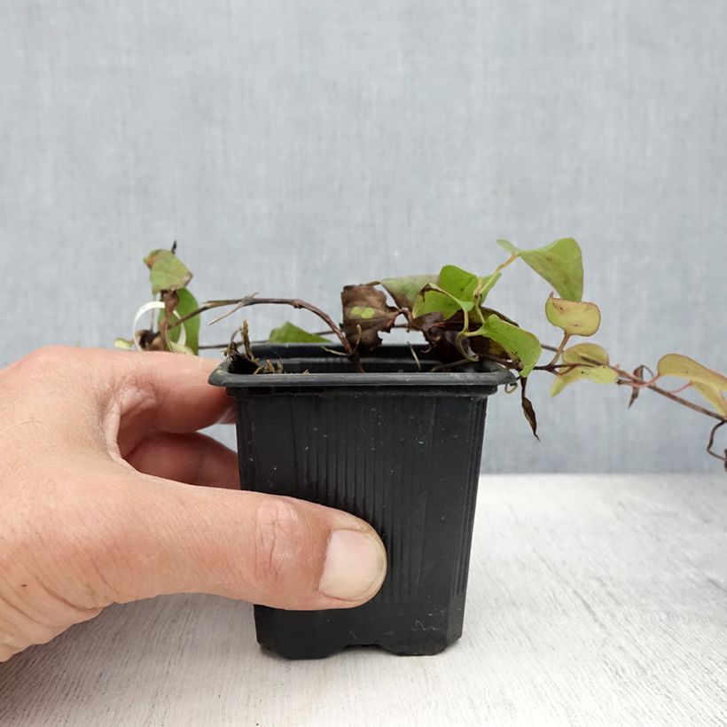 Clematis patens General Sikorski 8/9 cm pot sample as delivered in summer