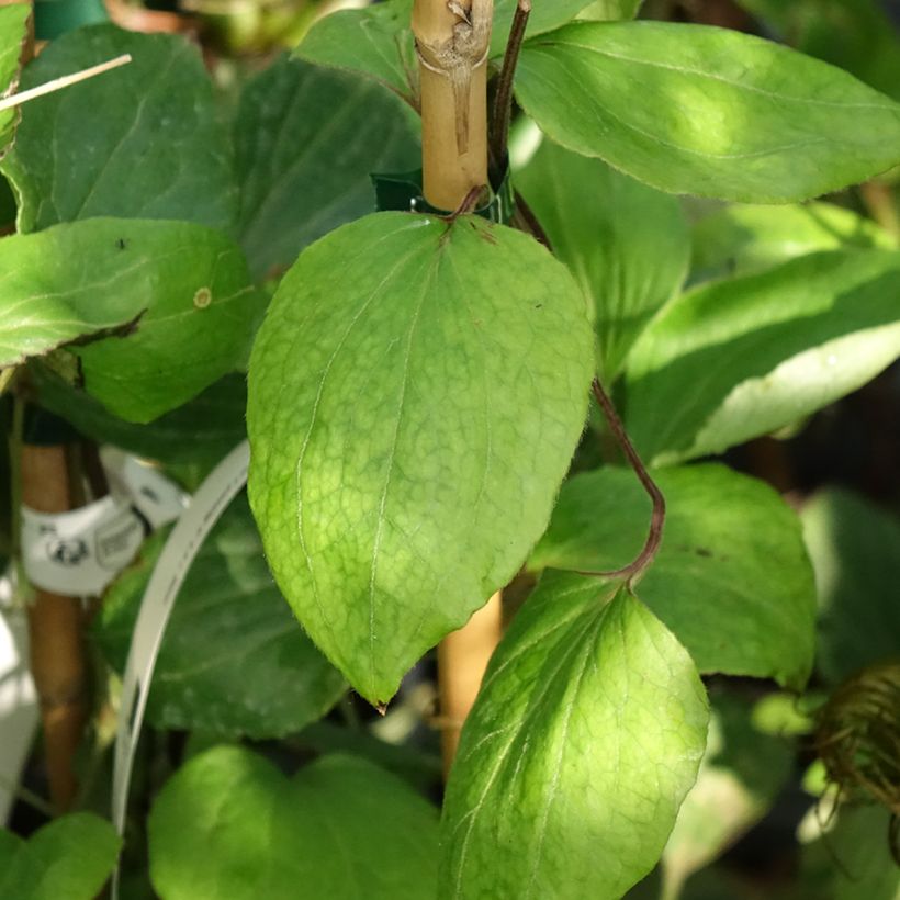 Clematis H. F. Young (Foliage)