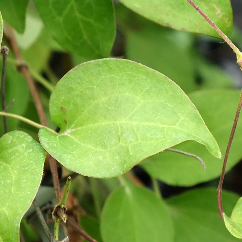 Clematis Hania (Foliage)