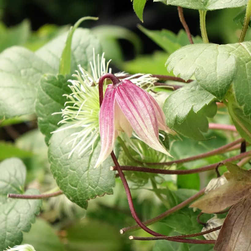 Clematis atragene I am Red Robin (Flowering)