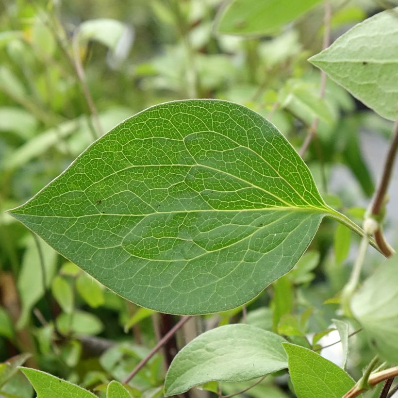 Clematis integrifolia Blue River  (Foliage)