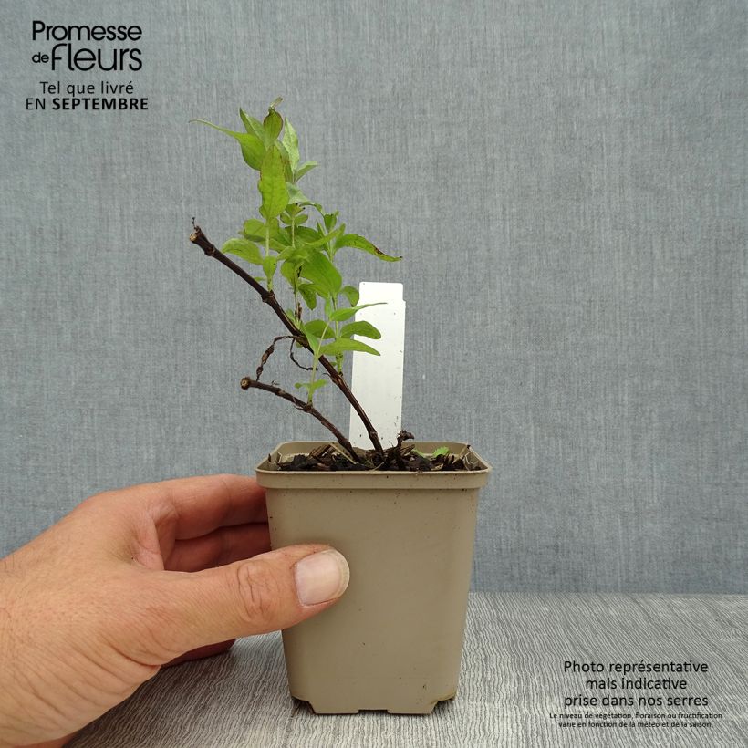 Clematis integrifolia - Herbaceous Clematis 8/9 cm pot sample as delivered in autumn