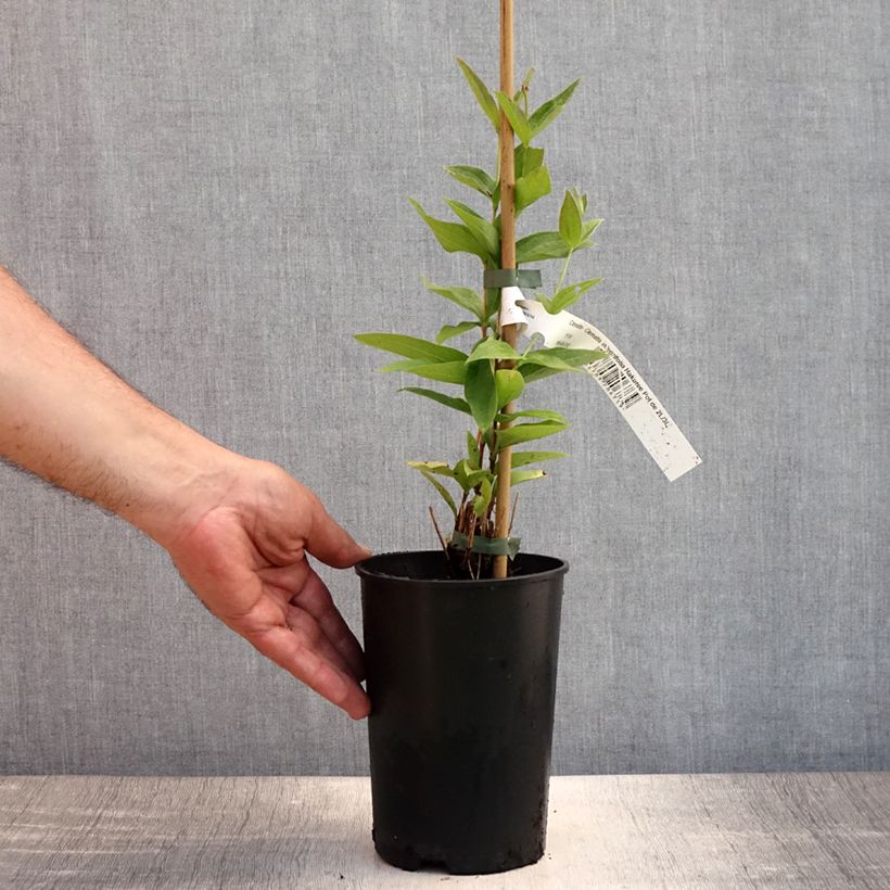 Clematis integrifolia Hakuree 2L/3L pot sample as delivered in summer
