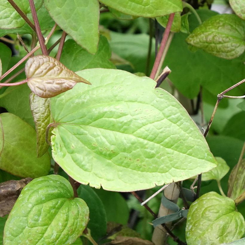 Clematis jackmanii Jenny (Foliage)