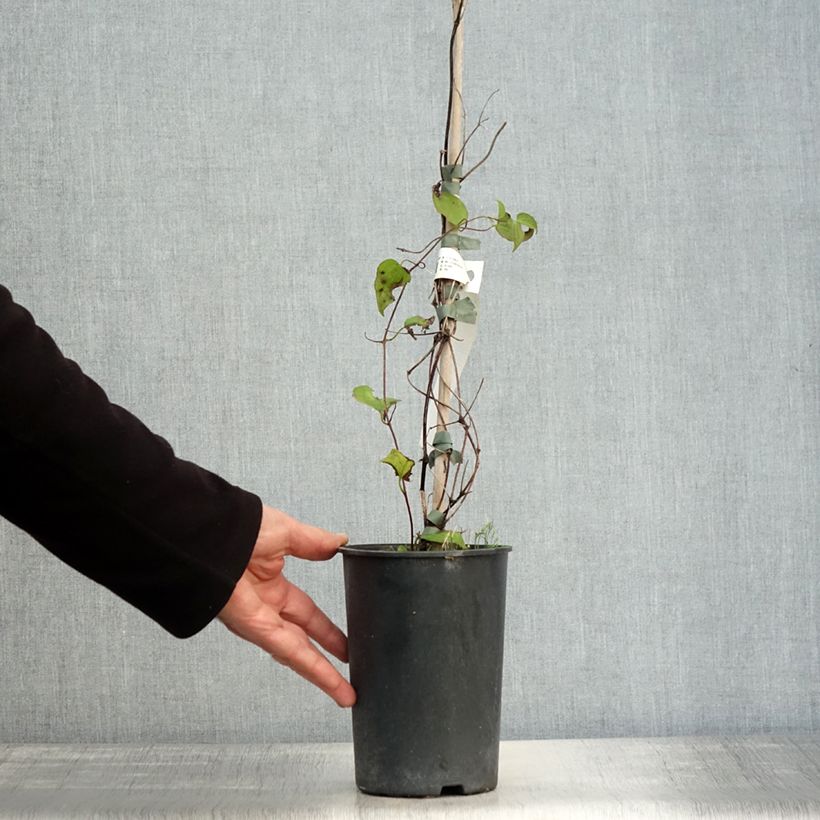 Clematis Julka 1.5L/2L pot sample as delivered in autumn