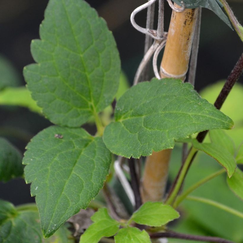 Clematis Love Child (Foliage)