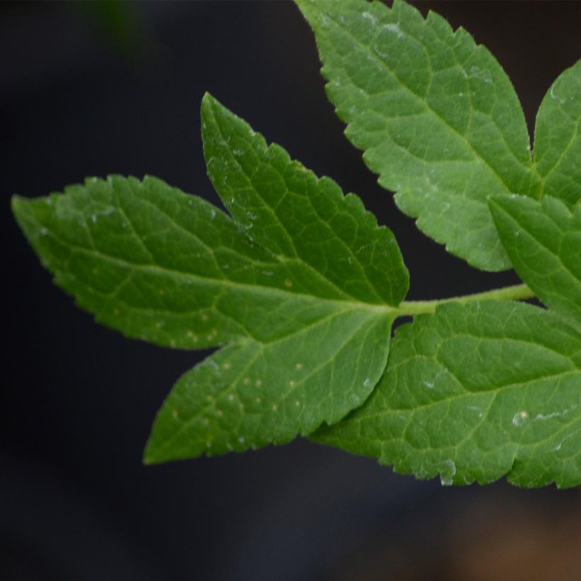 Clematis Broughton Bride (Foliage)