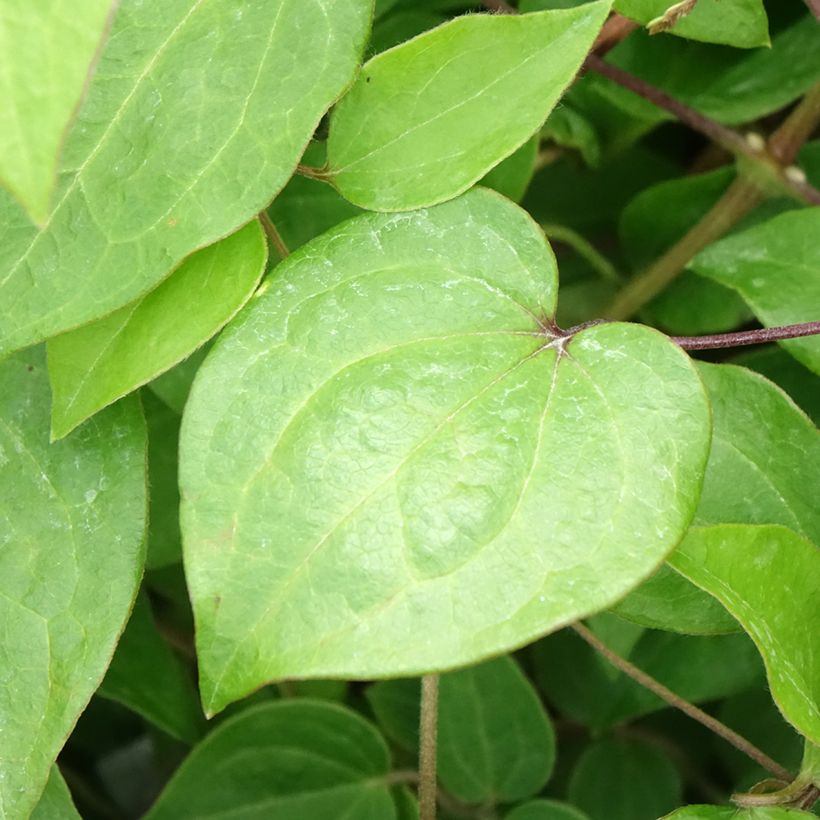 Clematis Margaret Hunt (Foliage)