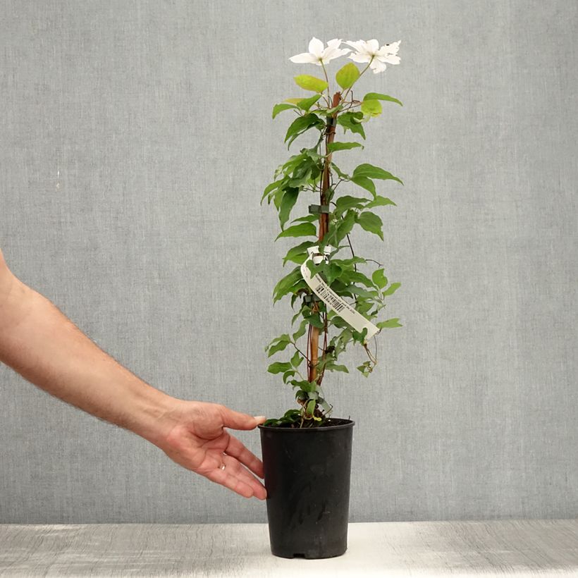 Clematis x patens Miss Bateman 2L/3L pot sample as delivered in summer