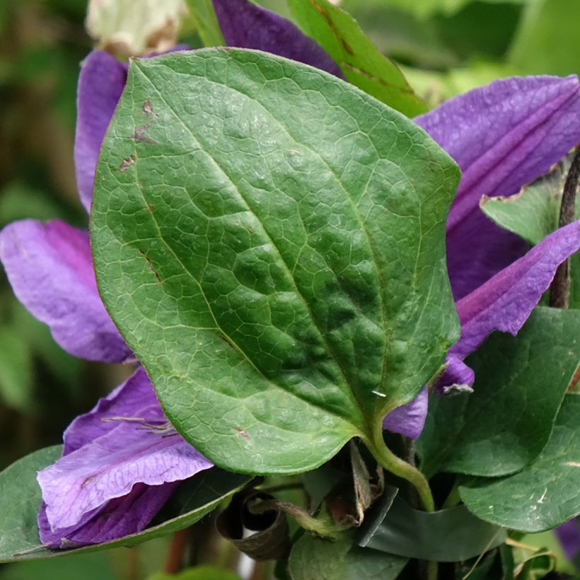 Clematis Mon Amour (Foliage)