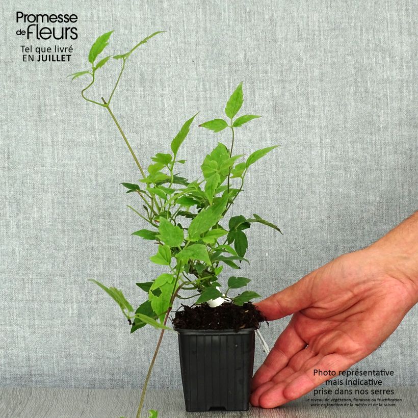 Clematis montana Grandiflora 8/9 cm pot sample as delivered in summer