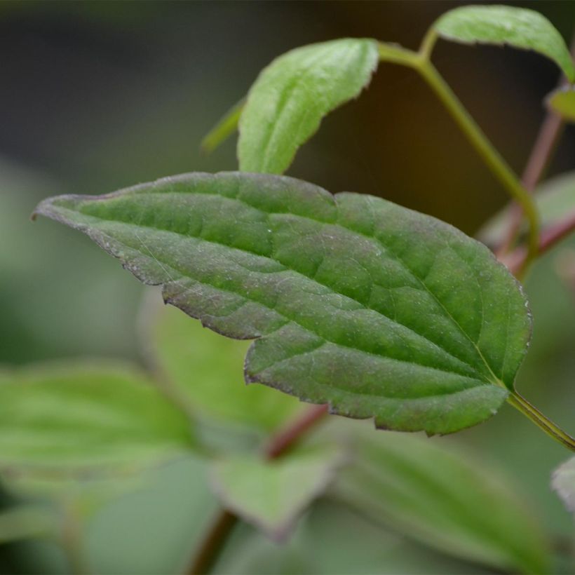 Clematis montana Marjorie (Foliage)