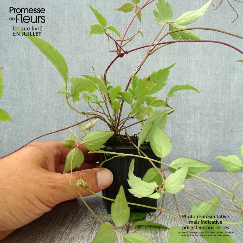 Clematis montana Rubens 8/9 cm pot sample as delivered in summer