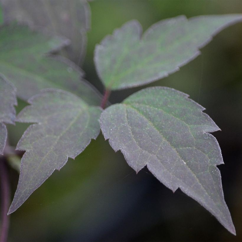 Clematis Van Gogh (Foliage)