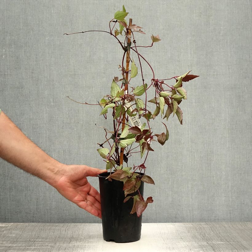 Clematis Van Gogh 2L/3L pot sample as delivered in summer