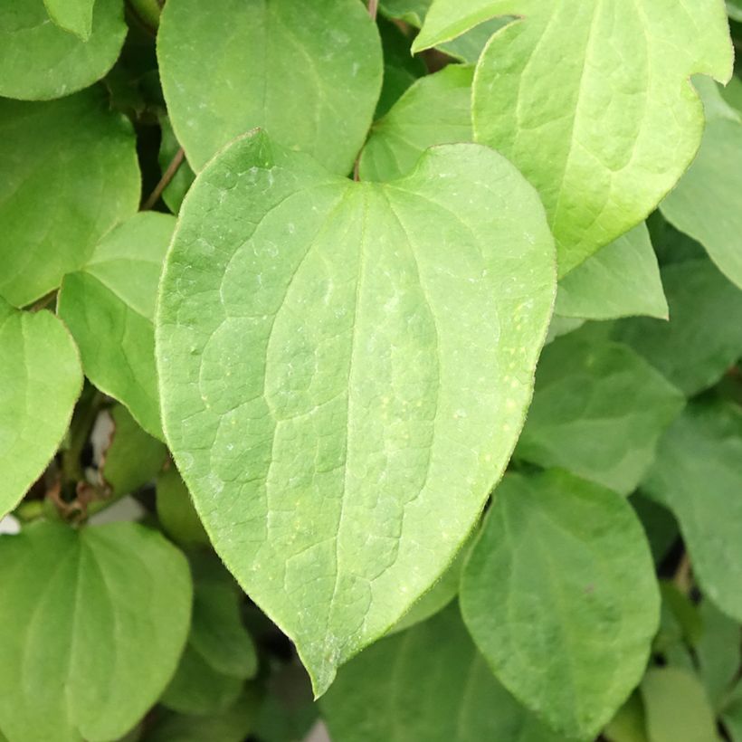 Clematis Mrs Cholmondeley (Foliage)