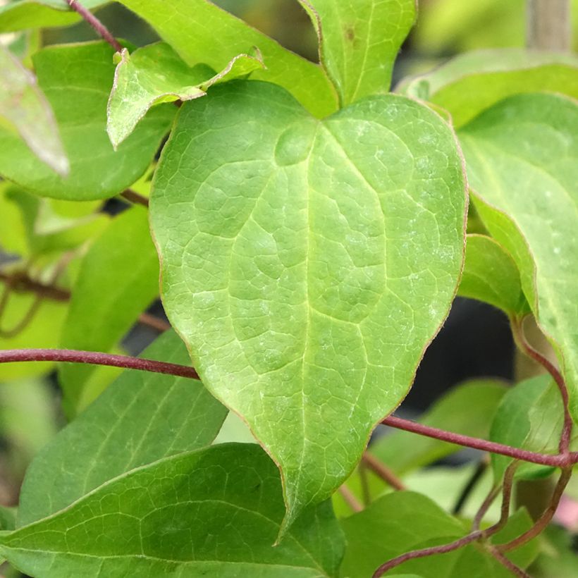 Clematis Mrs George Jackman (Foliage)