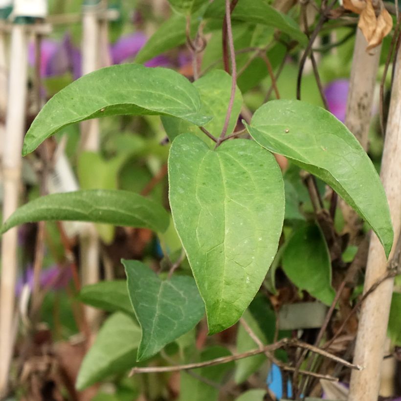 Clematis Mrs N. Thompson (Foliage)