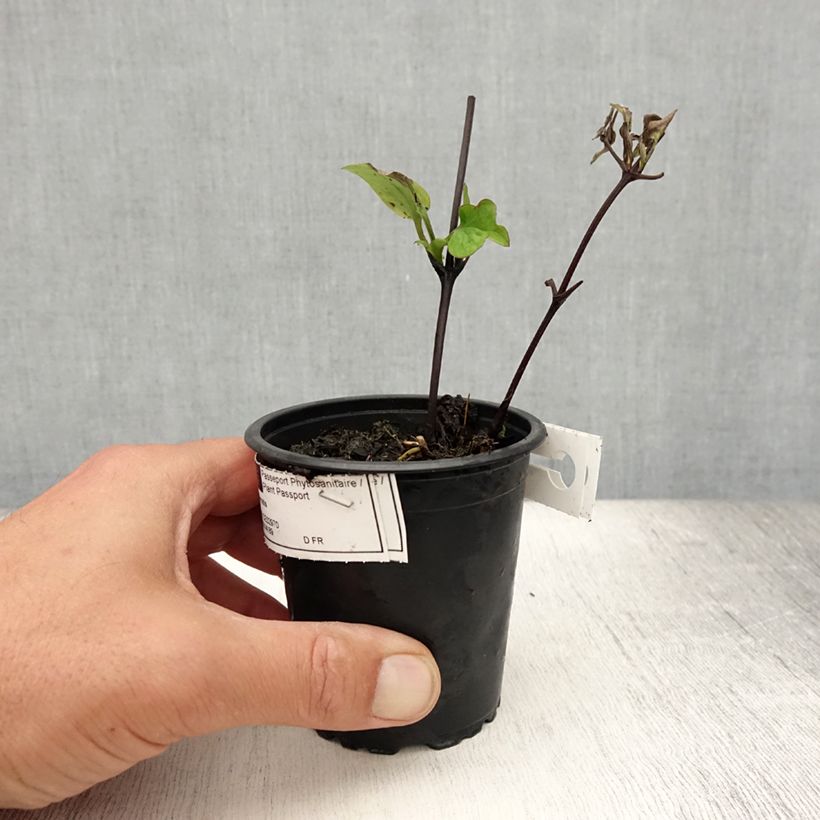 Clematis patens Multi Blue 8/9 cm pot sample as delivered in summer