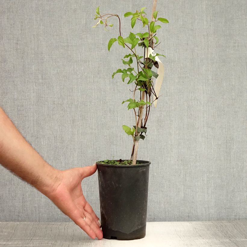 Clematis patens Myosotis 2L/3L pot sample as delivered in summer