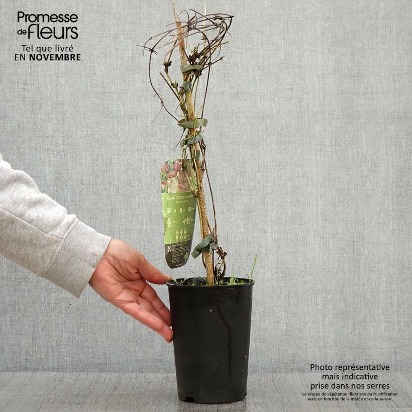 Clematis Octopus 2L/3L pot sample as delivered in autumn