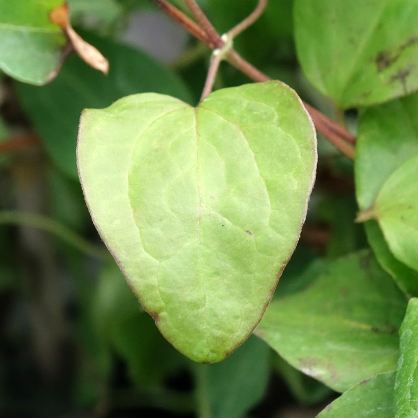 Clematis Mandy (Foliage)