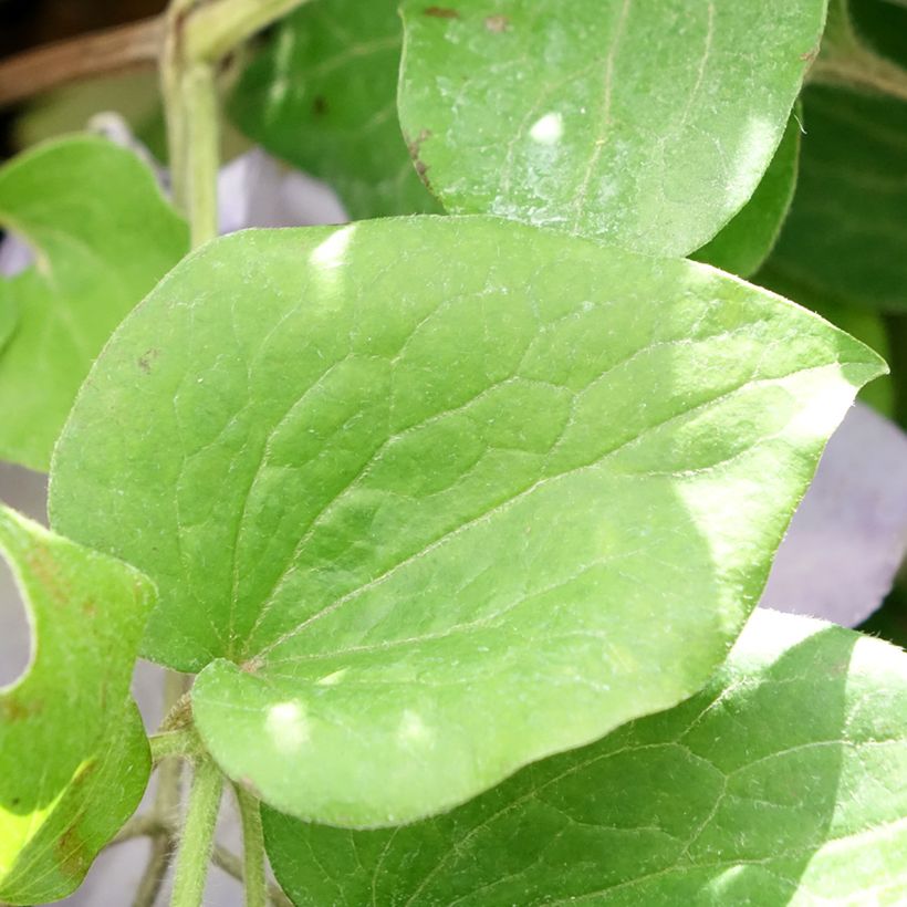 Clematis Spotlight (Foliage)
