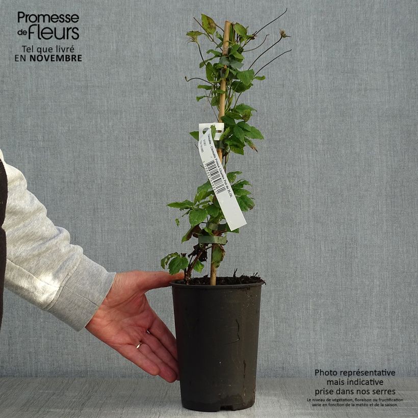 Clematis x viticella Prince Charles 2L/3L pot sample as delivered in autumn