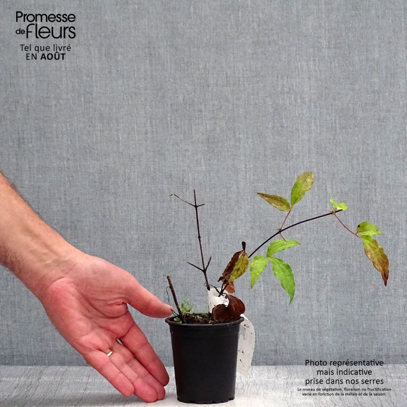 Clematis patens Proteus 8/9 cm pot sample as delivered in summer