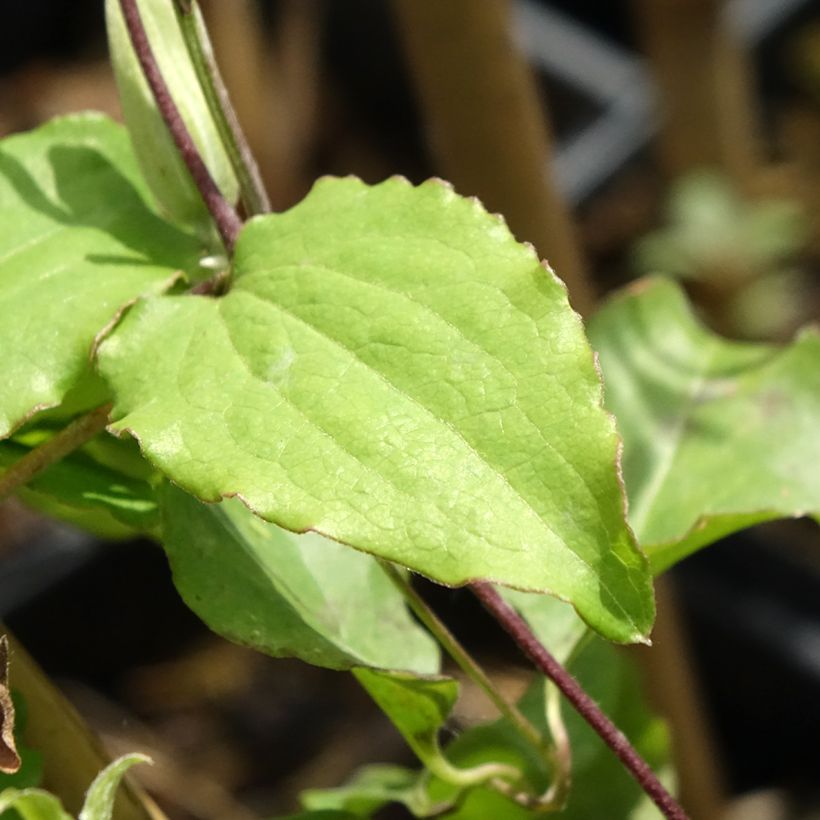 Clematis patens 'Rebecca' (Foliage)