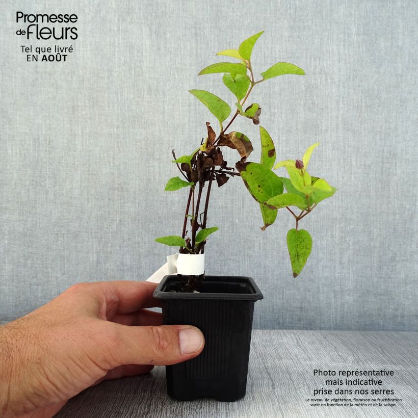 Clematis x integrifolia Saphyra Estrella 8/9 cm pot sample as delivered in summer