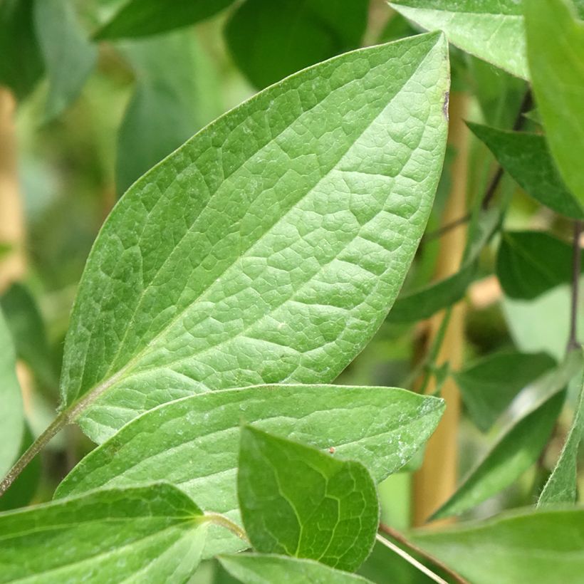 Clematis diversifolia Saphyra (Foliage)