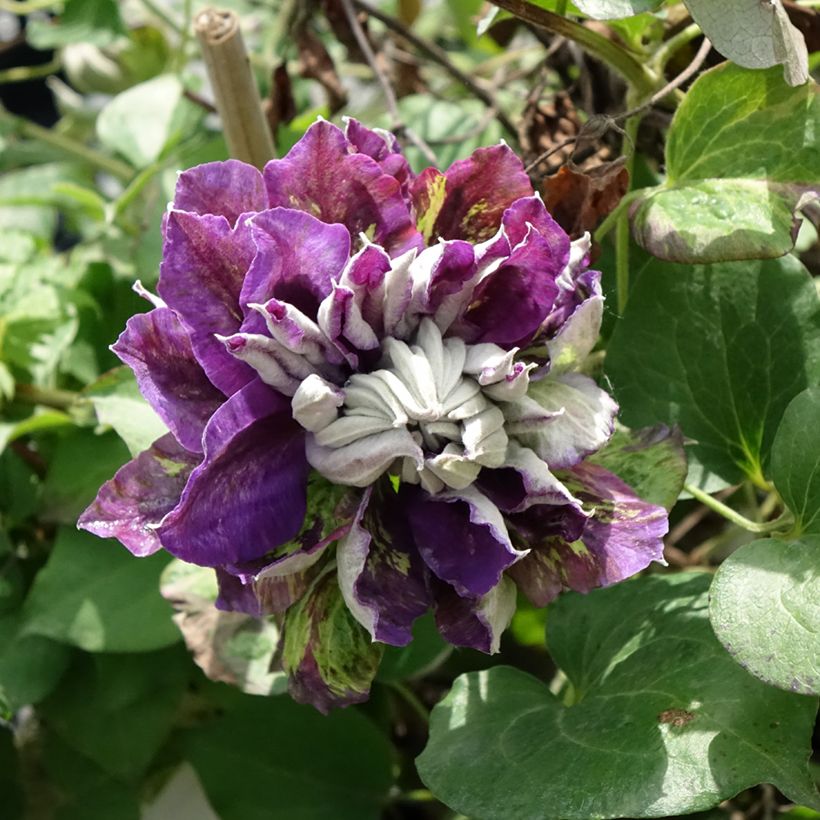 Clematis patens Shin-Shigyoku (Flowering)