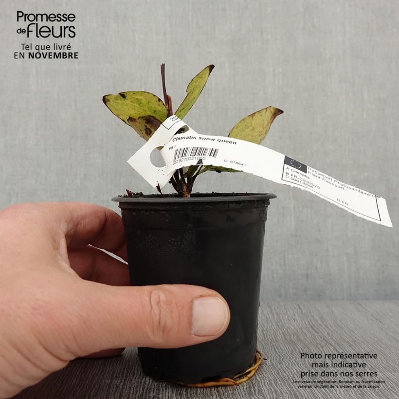 Clematis patens Snow Queen 8/9 cm pot sample as delivered in autumn