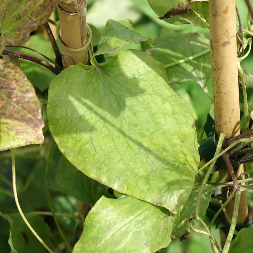 Clematis Solidarnosc (Foliage)