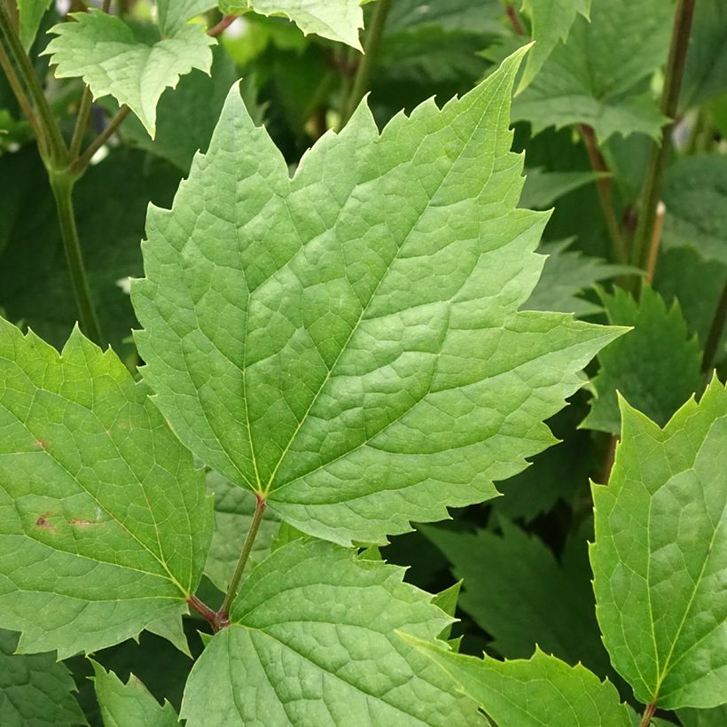 Clematis stans (Foliage)