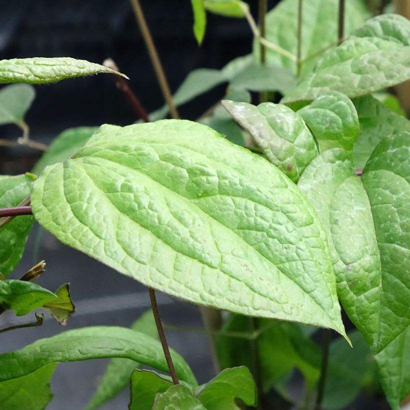 Clematis Star of Pakistan (Foliage)