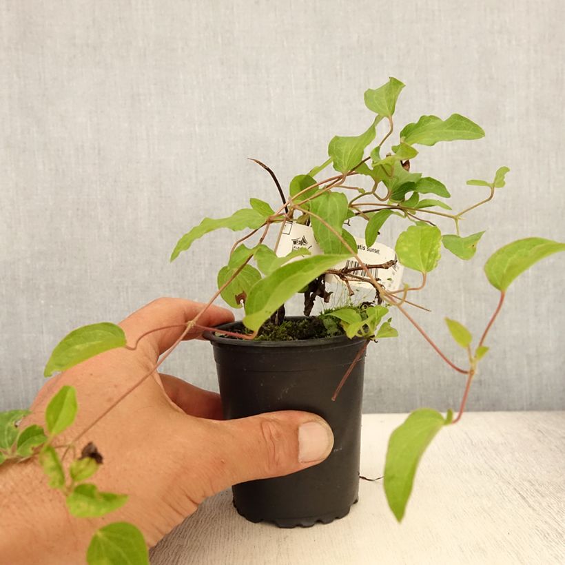 Clematis Sunset 8/9 cm pot sample as delivered in summer