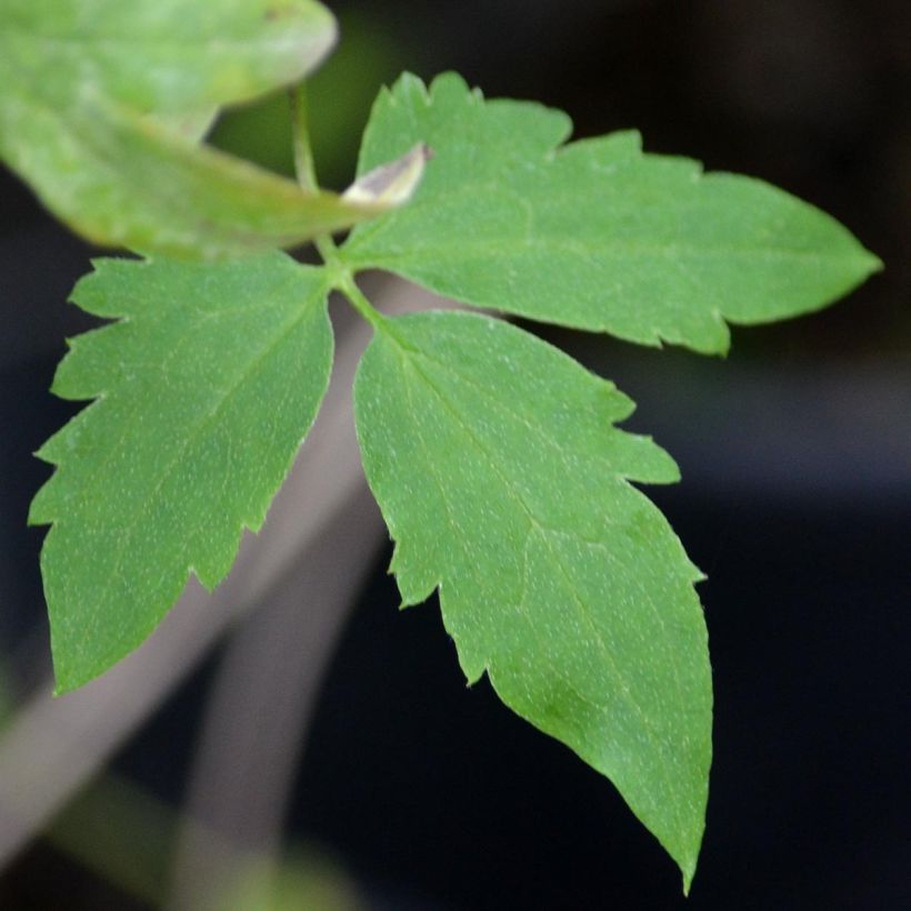 Clematis Golden Harvest (Foliage)